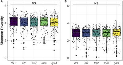 Microbe-associated molecular pattern recognition receptors have little effect on endophytic Arabidopsis thaliana microbiome assembly in the field